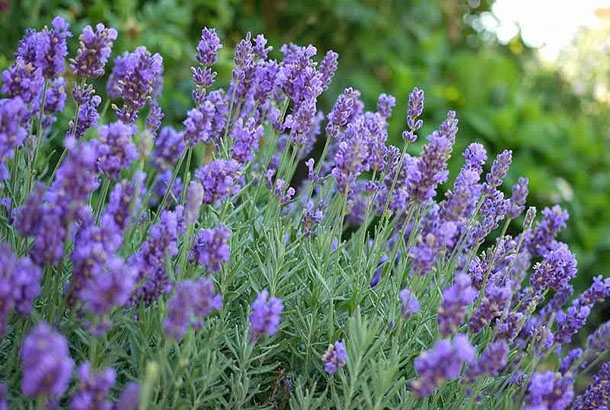 lavandula