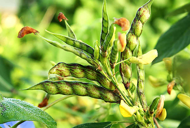 pigeon pea