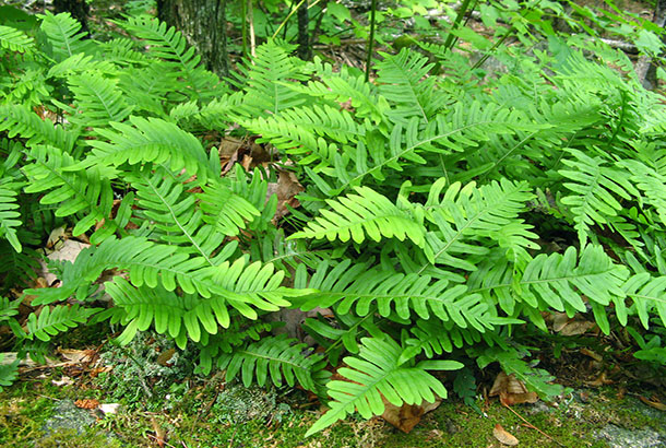 polypodium