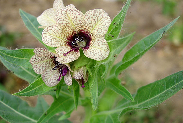 Indian HenBane